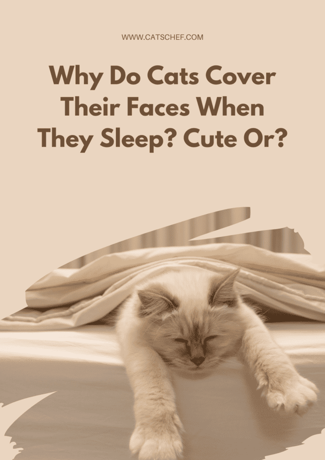 Why Do Cats Cover Their Faces When They Sleep? Cute Or?