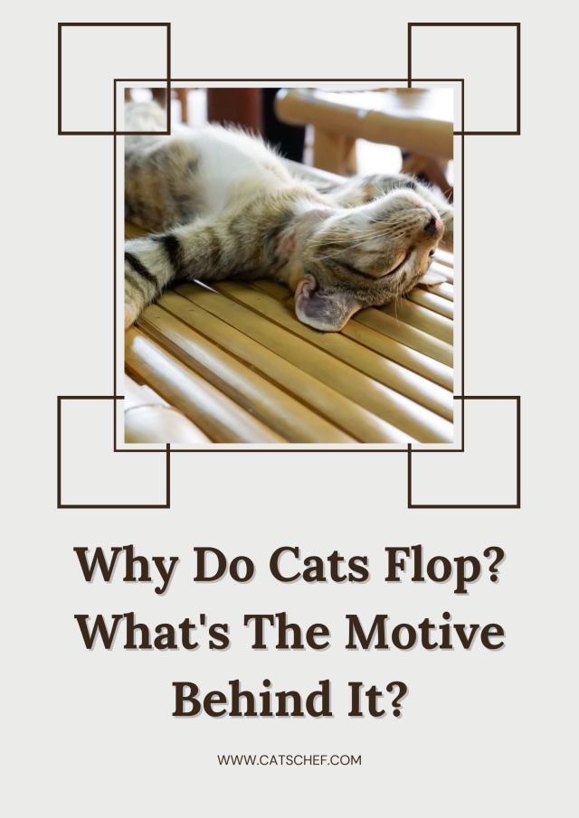 Why Do Cats Flop? What's The Motive Behind It?