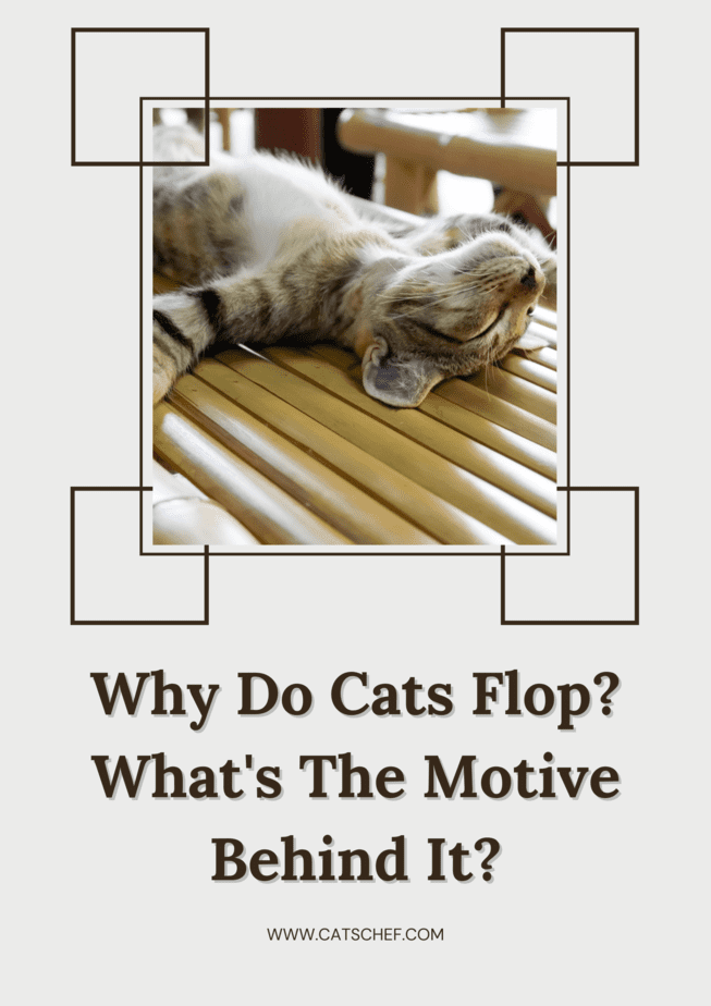 Why Do Cats Flop? What's The Motive Behind It?