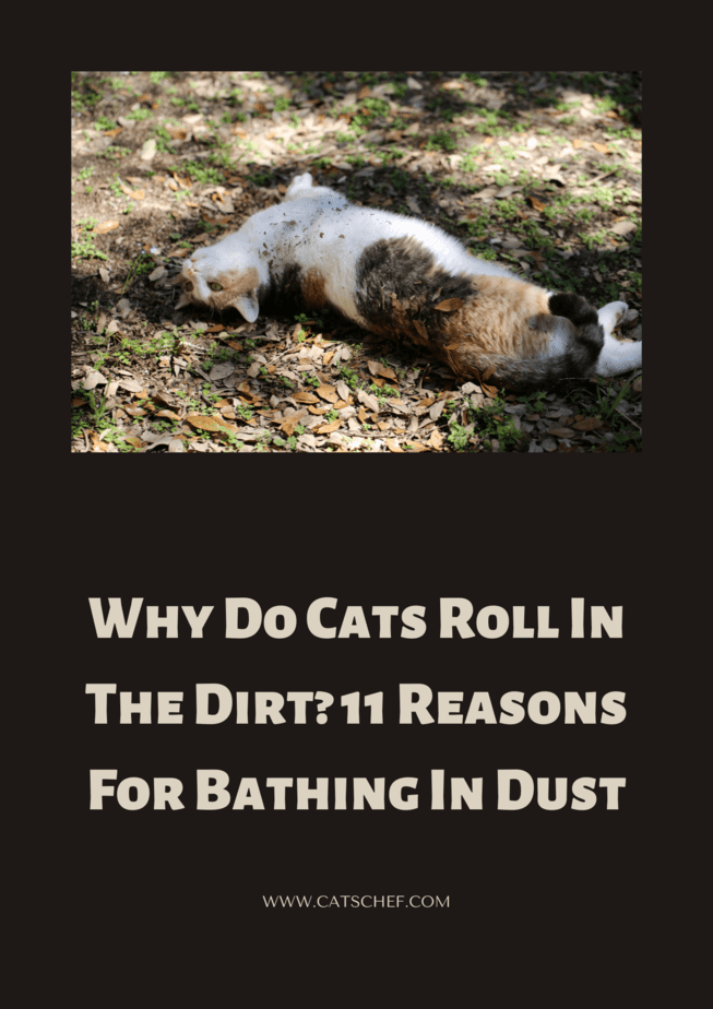 Kediler Neden Tozun İçinde Yuvarlanır? 11 Toz İçinde Banyo Yapma Nedeni