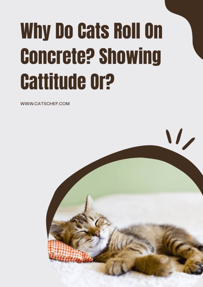 Why Do Cats Roll On Concrete? Showing Cattitude Or?
