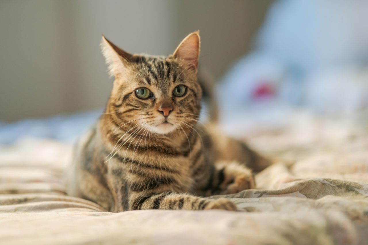 Why Do Cats Wag Their Tails While Lying Down (8 Clues To Spot)