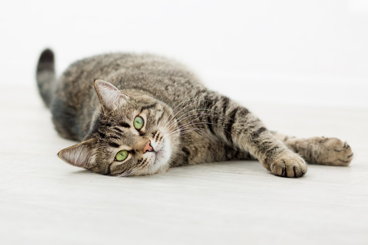 Why Do Cats Wag Their Tails While Lying Down (8 Clues To Spot)