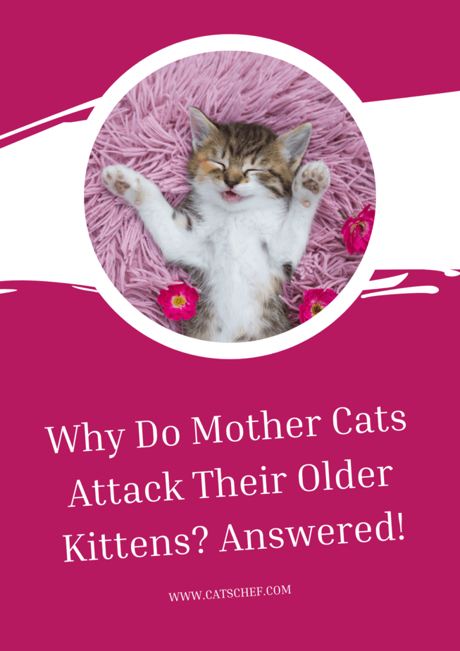 Why Do Mother Cats Attack Their Older Kittens? Answered!