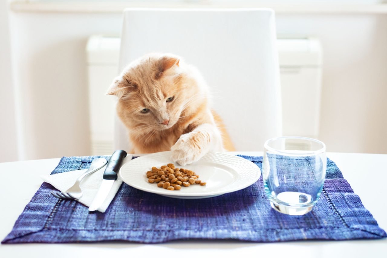 Why Does My Cat Eat With His Paws What's With Cattiquete!