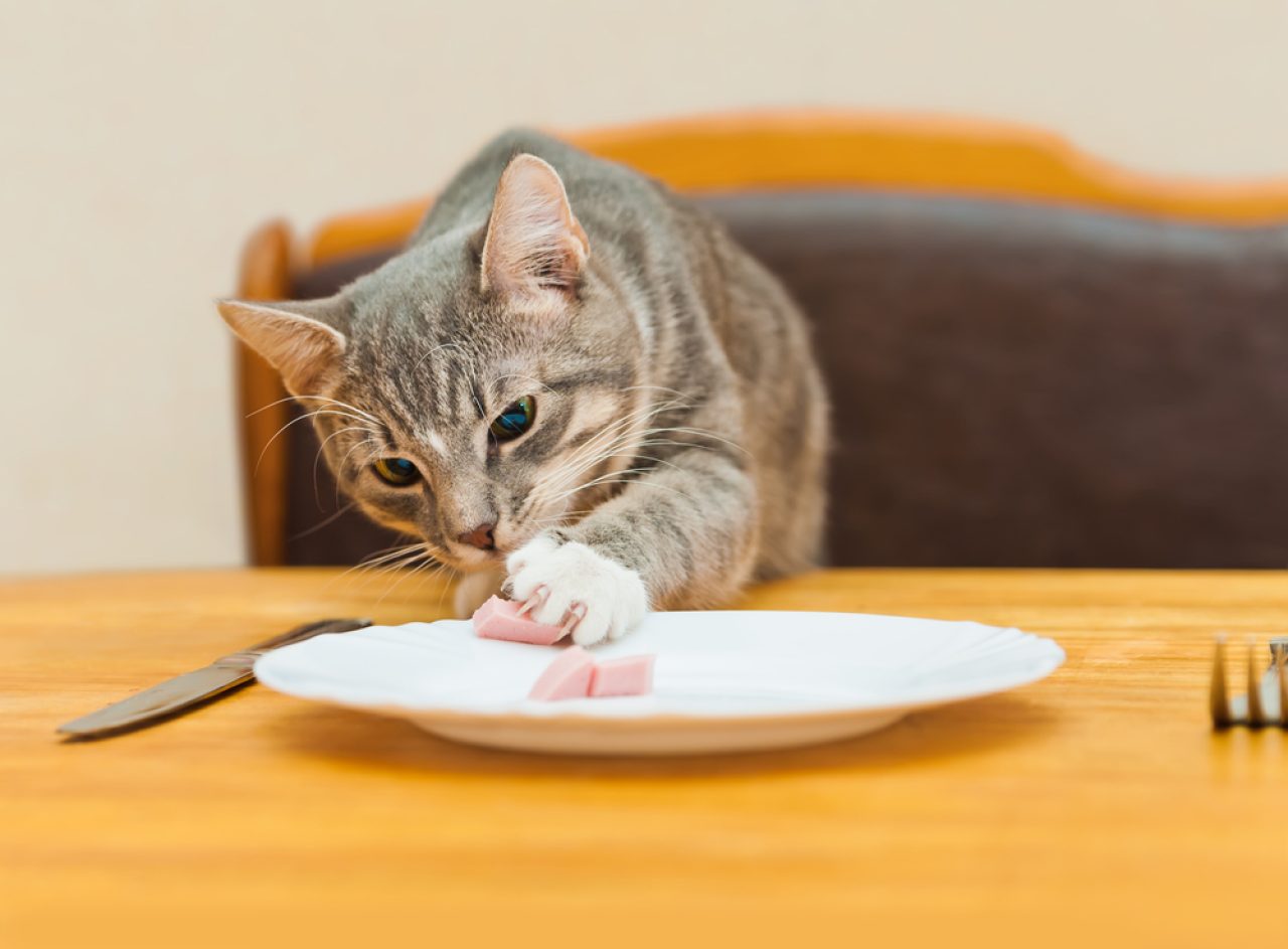 Why Does My Cat Eat With His Paws What's With Cattiquete!