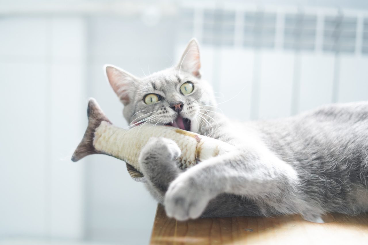 Why Does My Cat Eat With His Paws What's With Cattiquete!