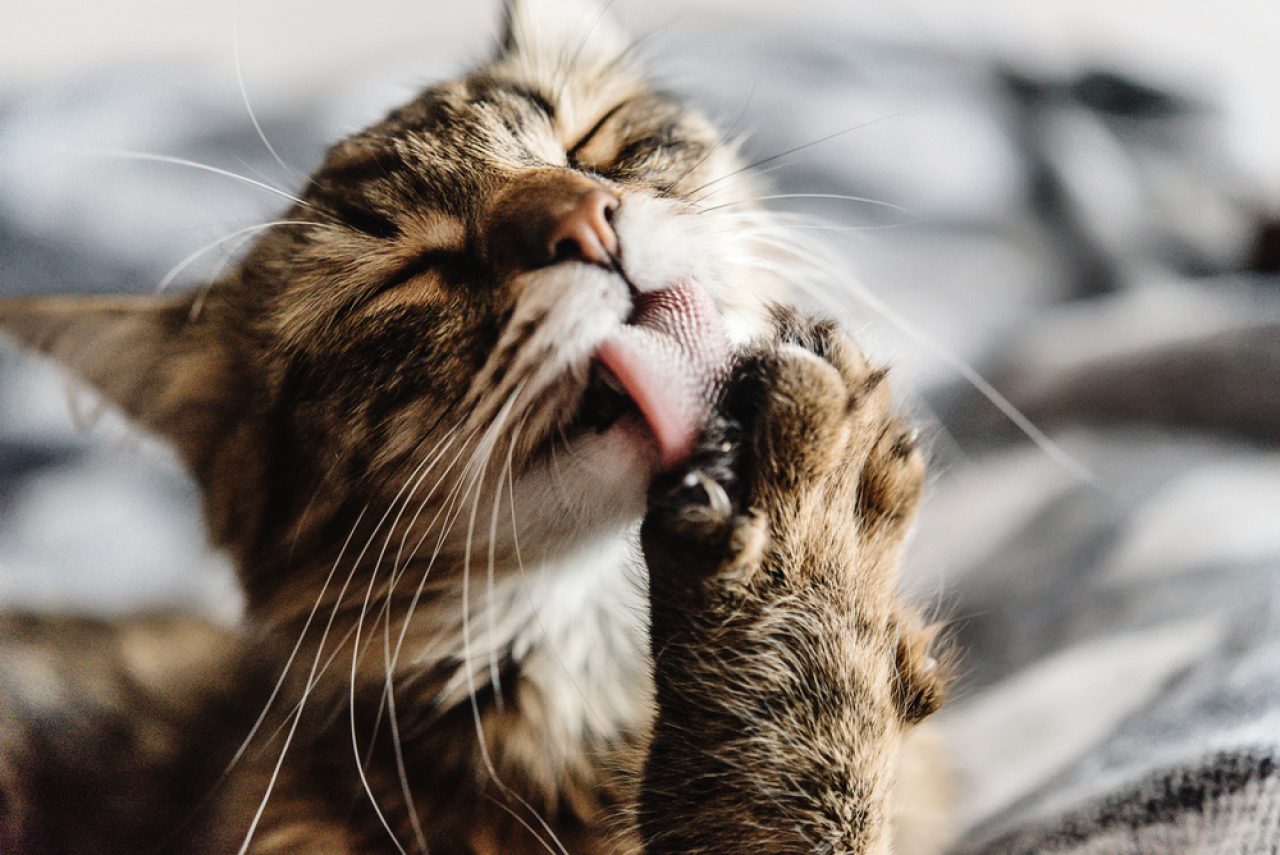 Kedim Neden Patileriyle Yemek Yiyor Cattiquete'in Nesi Var!