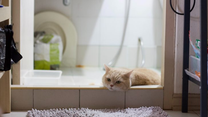 Kedim Neden Duş Perdesini Yalıyor? (Sıradışı mı Normal mi?)