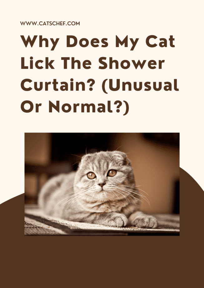 Why Does My Cat Lick The Shower Curtain? (Unusual Or Normal?)