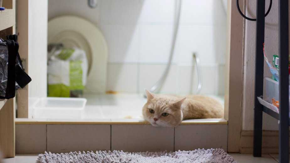 Kedim Neden Duş Perdesini Yalıyor?