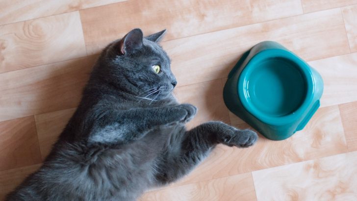 Why Does My Cat Scratch The Floor Before Drinking Water?