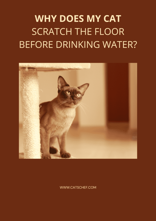 Kedim Su İçmeden Önce Neden Yeri Tırmalıyor?