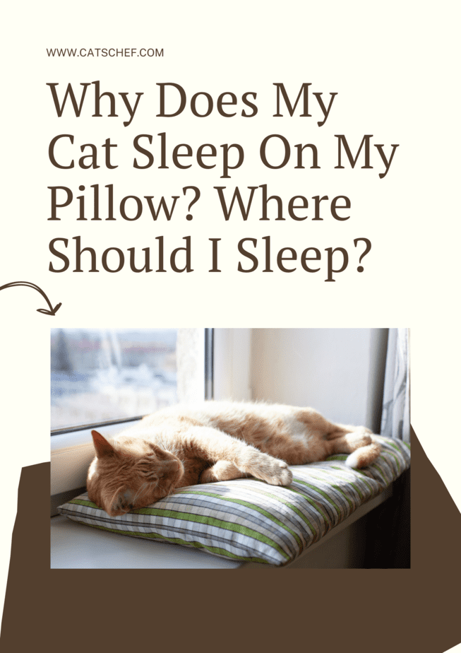 Why Does My Cat Sleep On My Pillow? Where Should I Sleep?