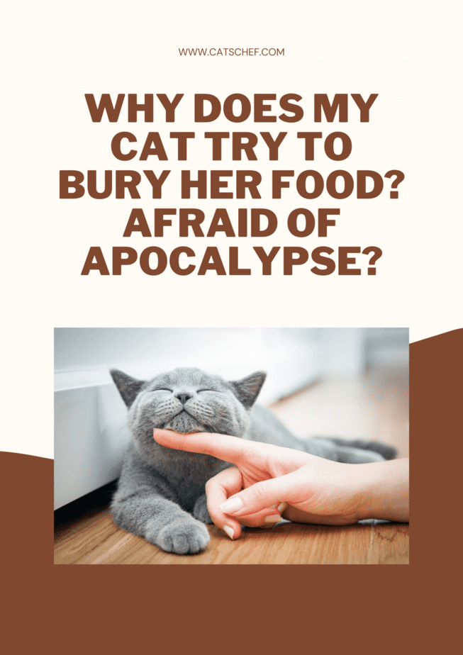 Why Does My Cat Try To Bury Her Food? Afraid Of Apocalypse?