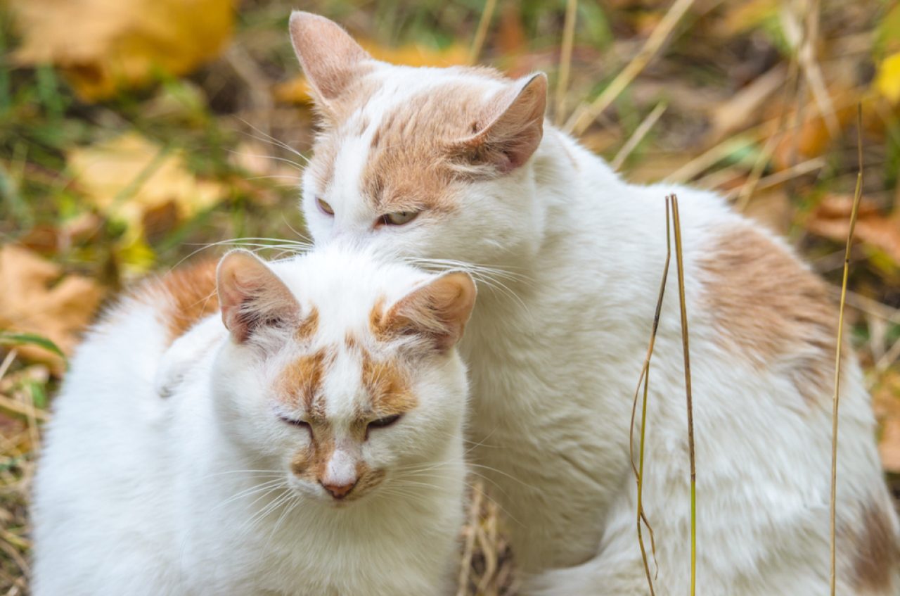 Why Is My Cat Biting Other Cats' Necks Playful Or Felonious