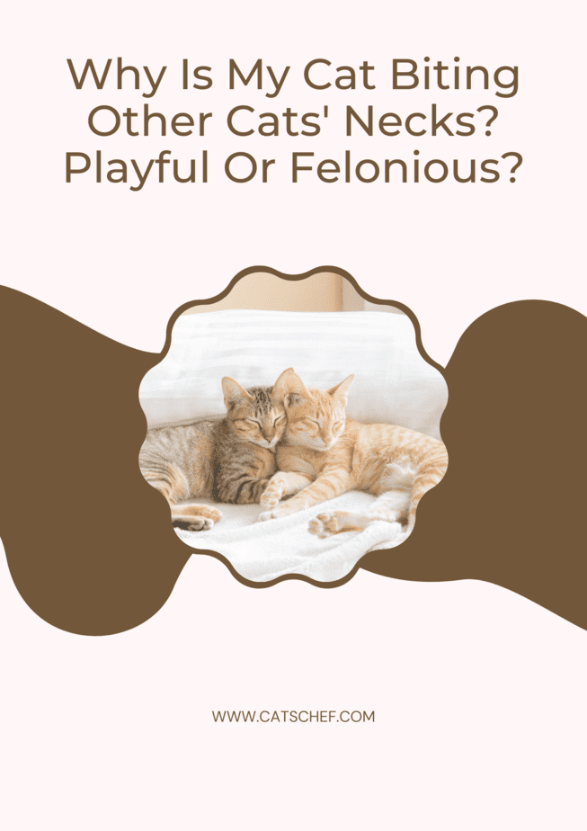 Why Is My Cat Biting Other Cats' Necks? Playful Or Felonious?