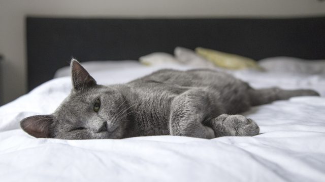Why Is My Cat Digging On My Bed