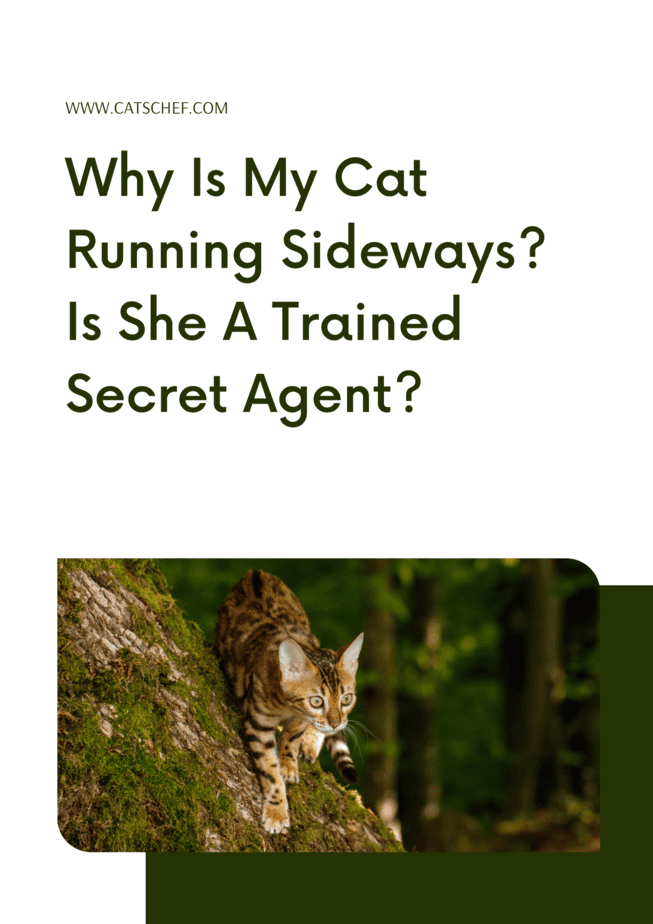 Why Is My Cat Running Sideways? Is She A Trained Secret Agent?