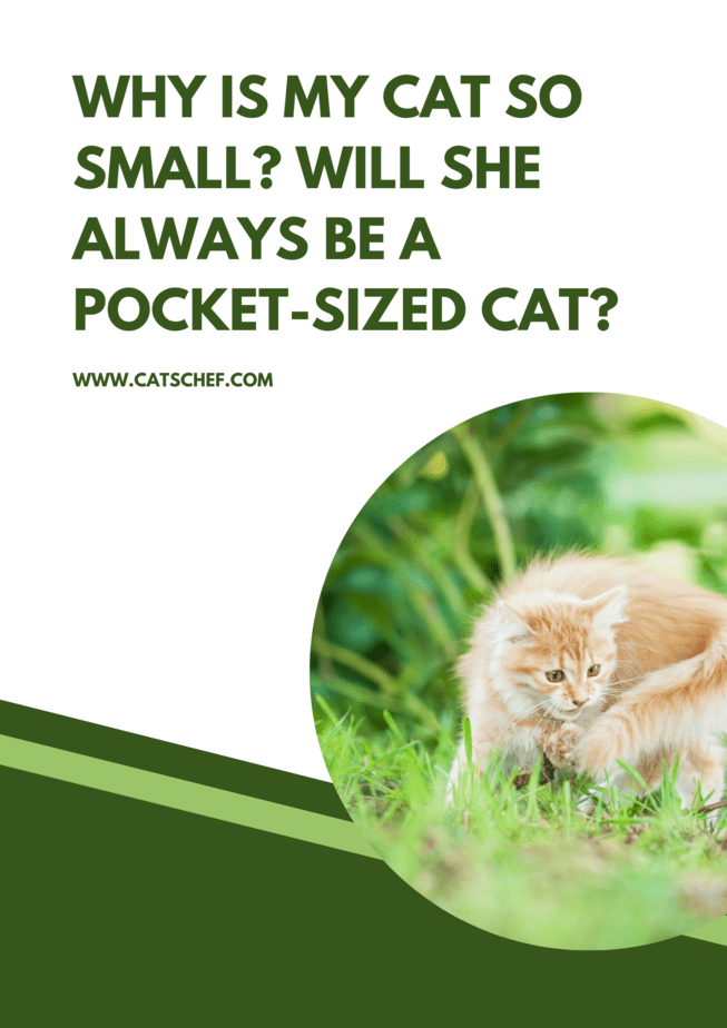 Why Is My Cat So Small? Will She Always Be A Pocket-Sized Cat?
