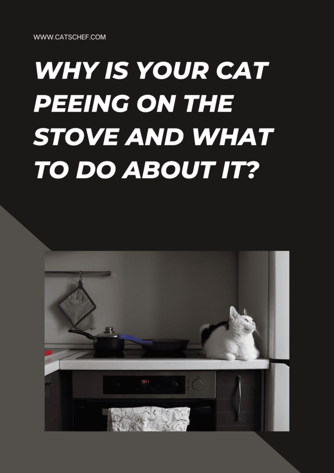 Why Is Your Cat Peeing On The Stove And What To Do About It?