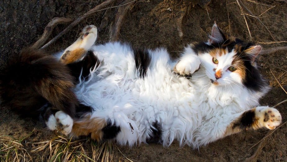 Why do cats roll in dirt