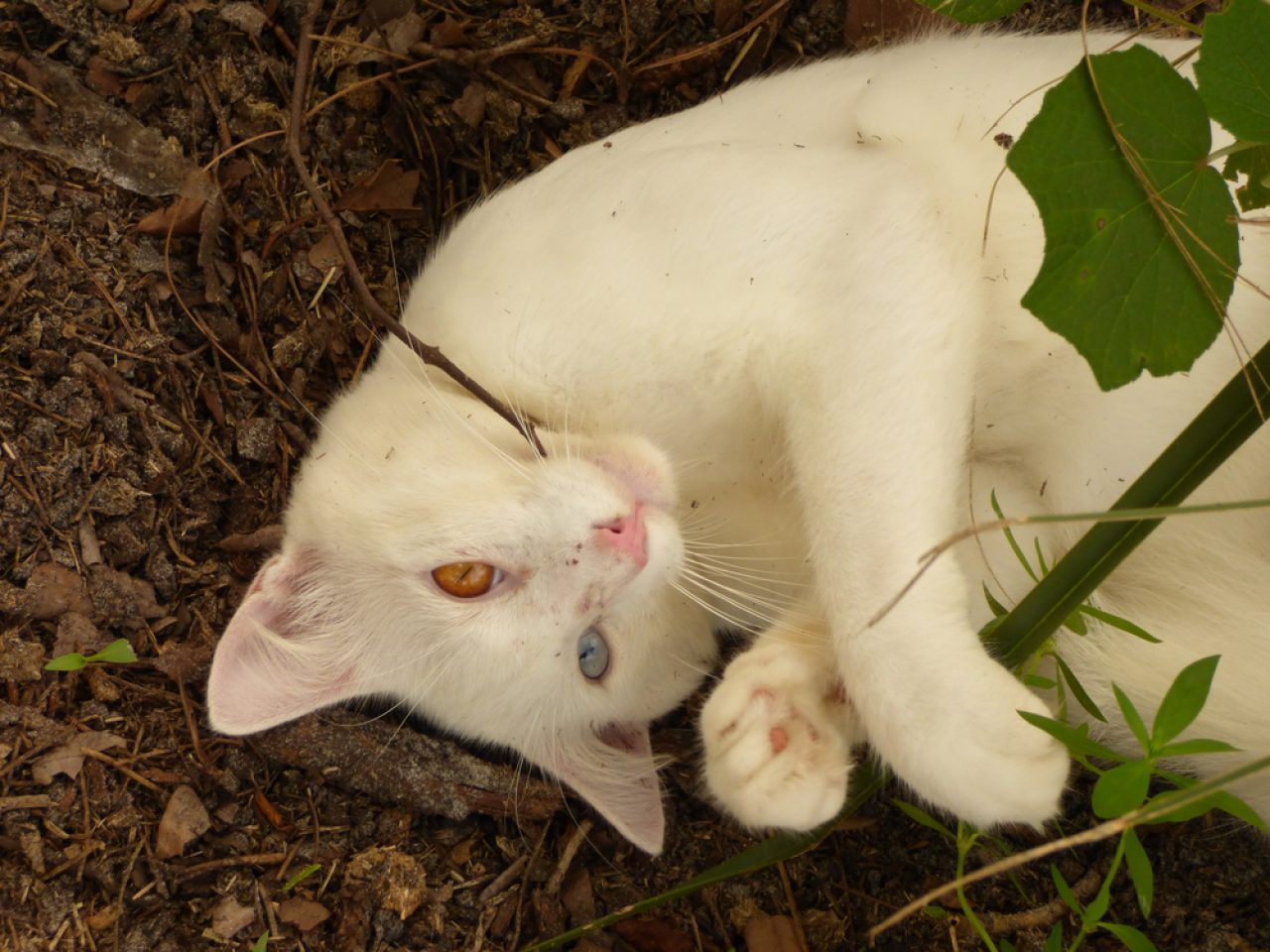 Why Do Cats Roll In The Dirt? 11 Reasons For Bathing In Dust