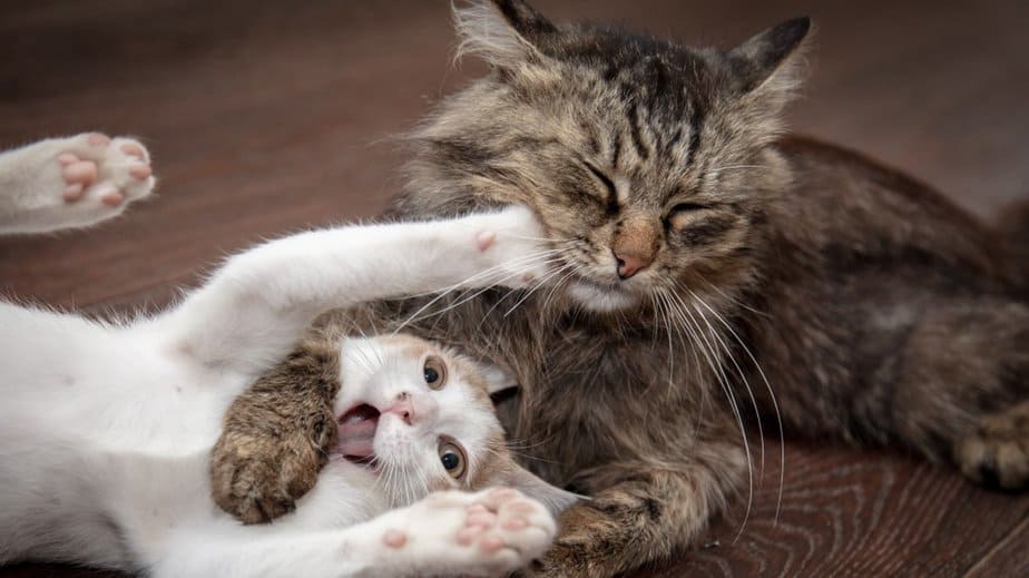 Why do mother cats attack their older kittens