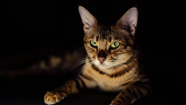 are bengal cats agressive