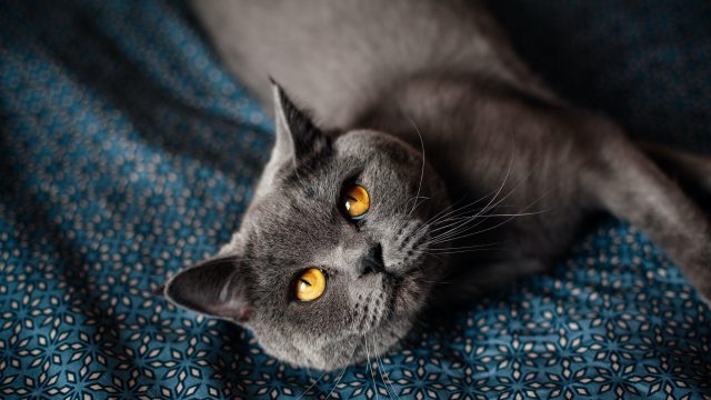 are british shorthair cats hypoallergenic
