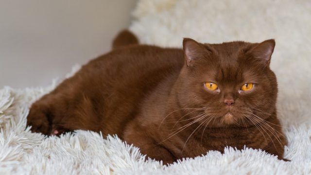 are brown cats rare