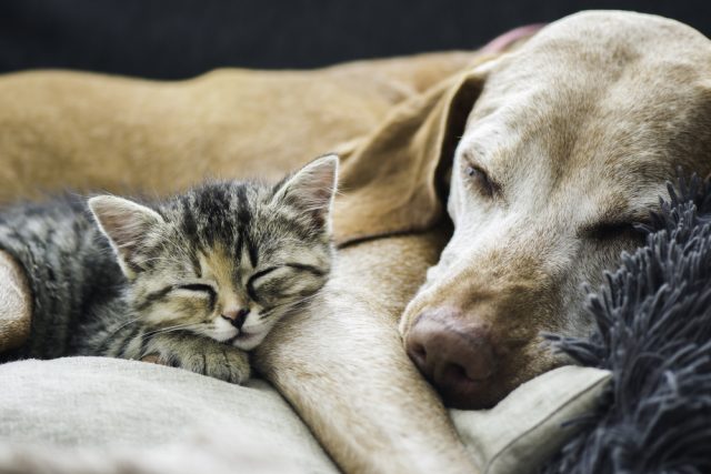 are cats cleaner than dogs