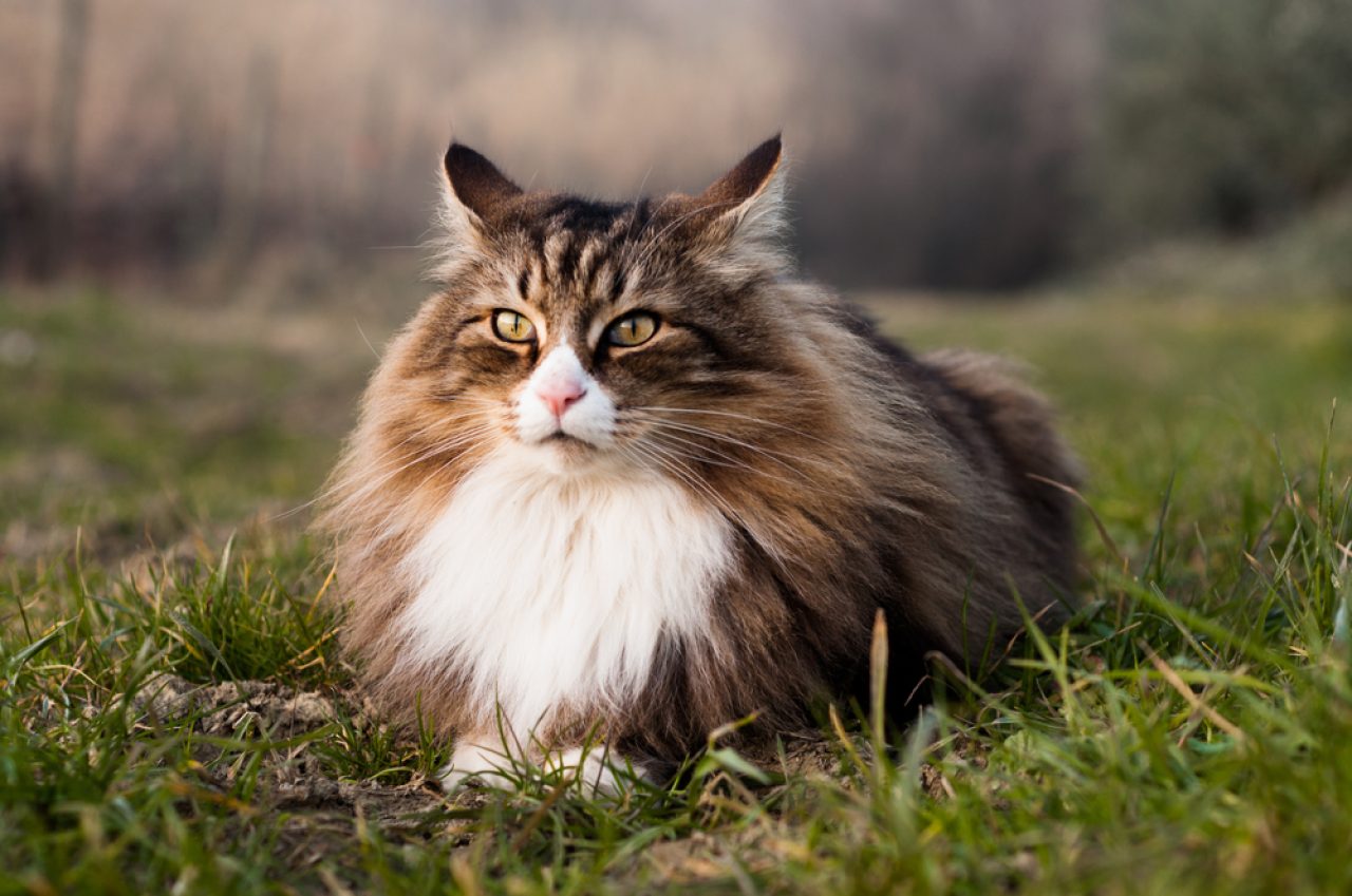 Are Norwegian Forest Cats Hypoallergenic? A Sneeze Fest Or?