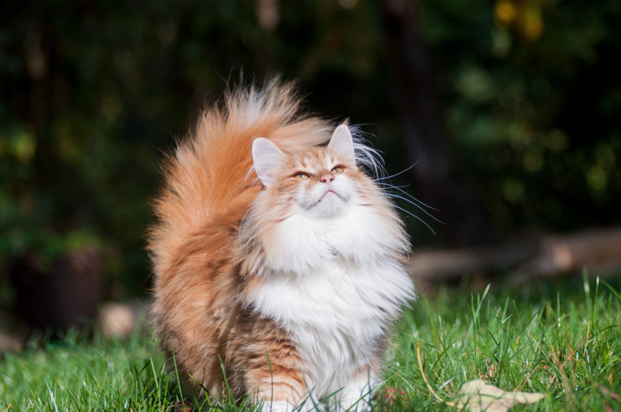 Are Norwegian Forest Cats Hypoallergenic? A Sneeze Fest Or?