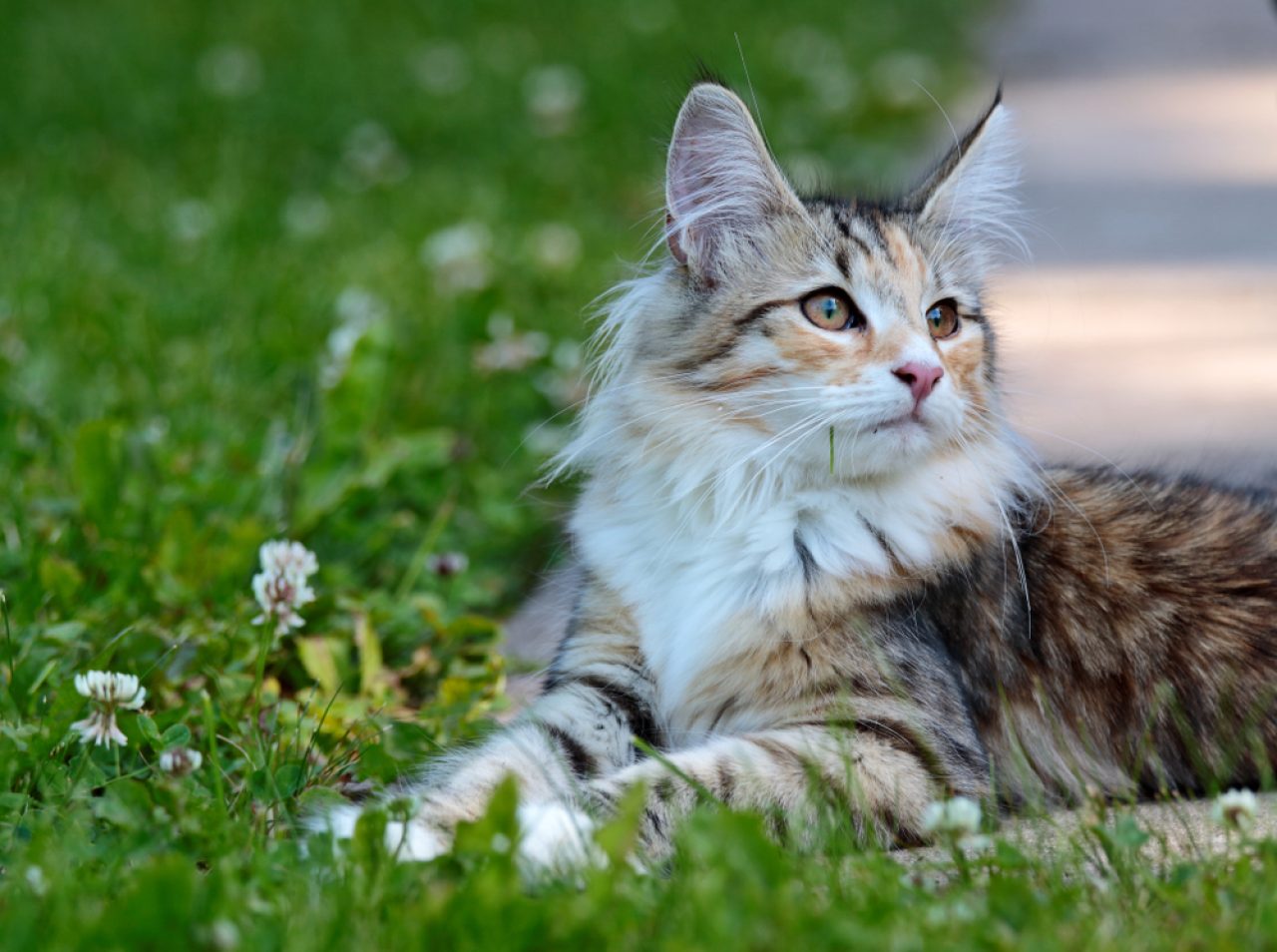 Are Norwegian Forest Cats Hypoallergenic? A Sneeze Fest Or?