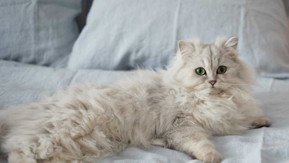 are persian cats hypoallergenic