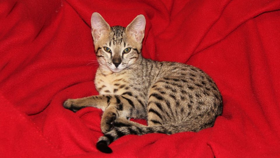 Are Savannah Cats Dangerous, Or Do They Just Look Tough?