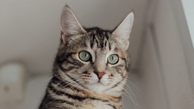 are tabby cats hypoallergenic
