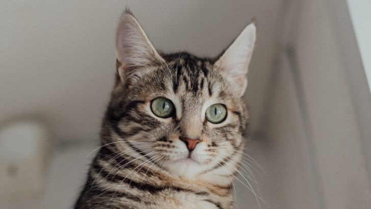 Are Tabby Cats Hypoallergenic, Or Are They Catfishing You?