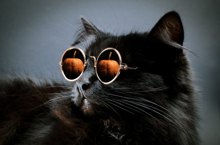 350-blind-cat-names-for-your-little-stevie-wonder