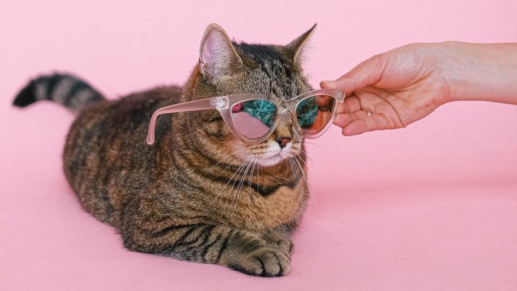 350+ Blind Cat Names For Your Little Stevie Wonder