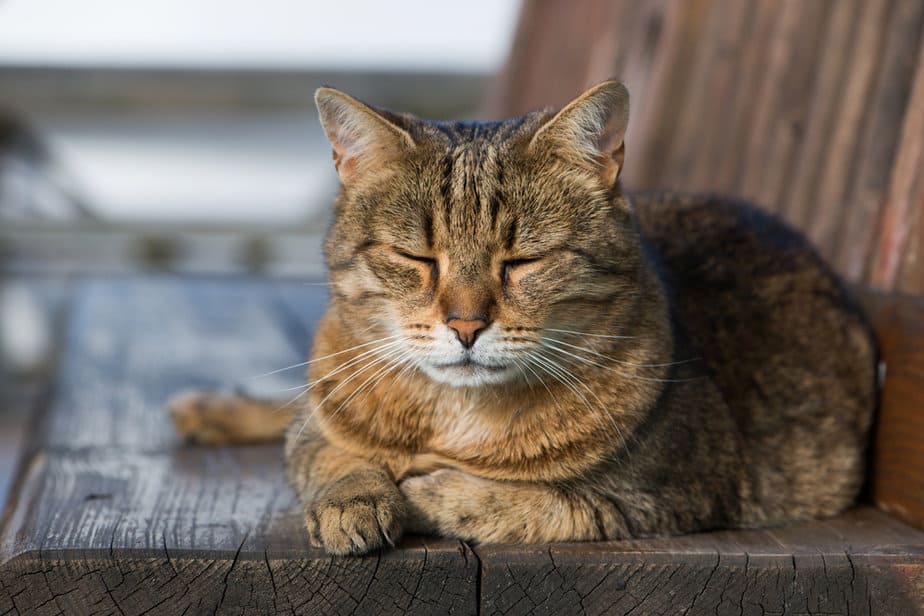 350+ Blind Cat Names For Your Little Stevie Wonder