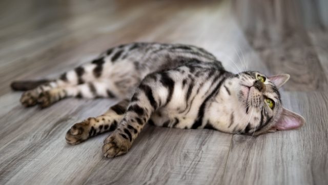 blue bengal cat