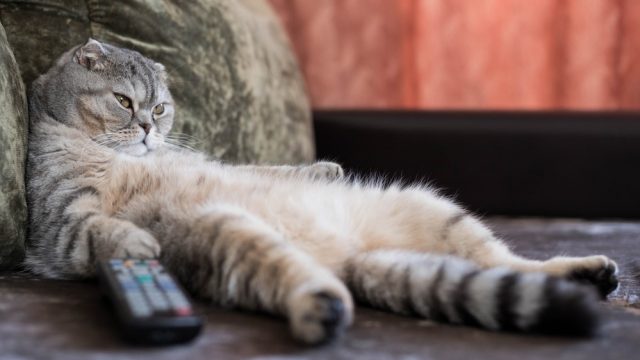 can cats have ADHD