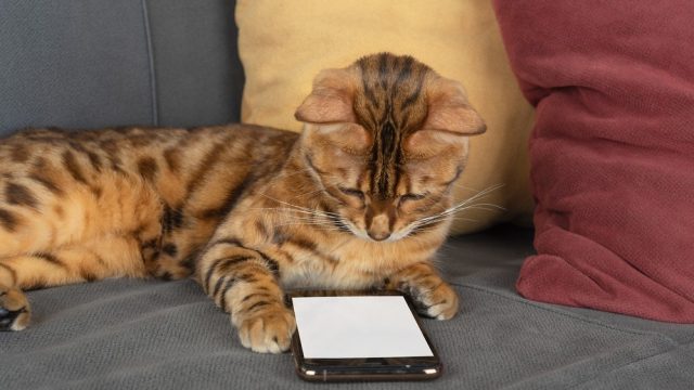 can cats see phone screens