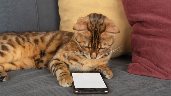 Kediler Telefon Ekranlarını Görebilir mi? Mesajlarımızı Okuyorlar mı? 