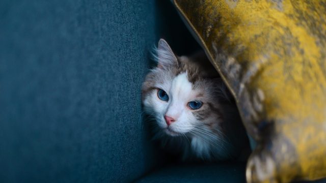 Can Ragdoll Cats Be Left Alone
