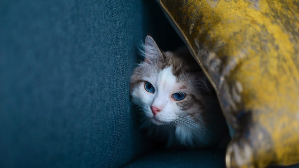 Can Ragdoll Cats Be Left Alone? Making Of The "Home Alone"?