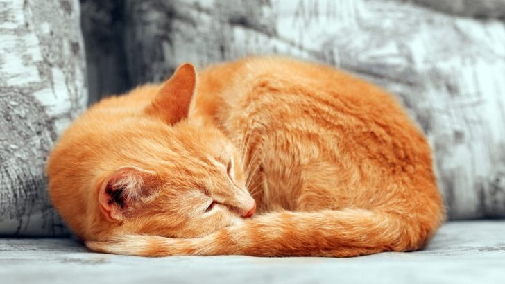 Kedim Kıvrılmış Uyuyor: Mırıl Mırıl İyi mi? 