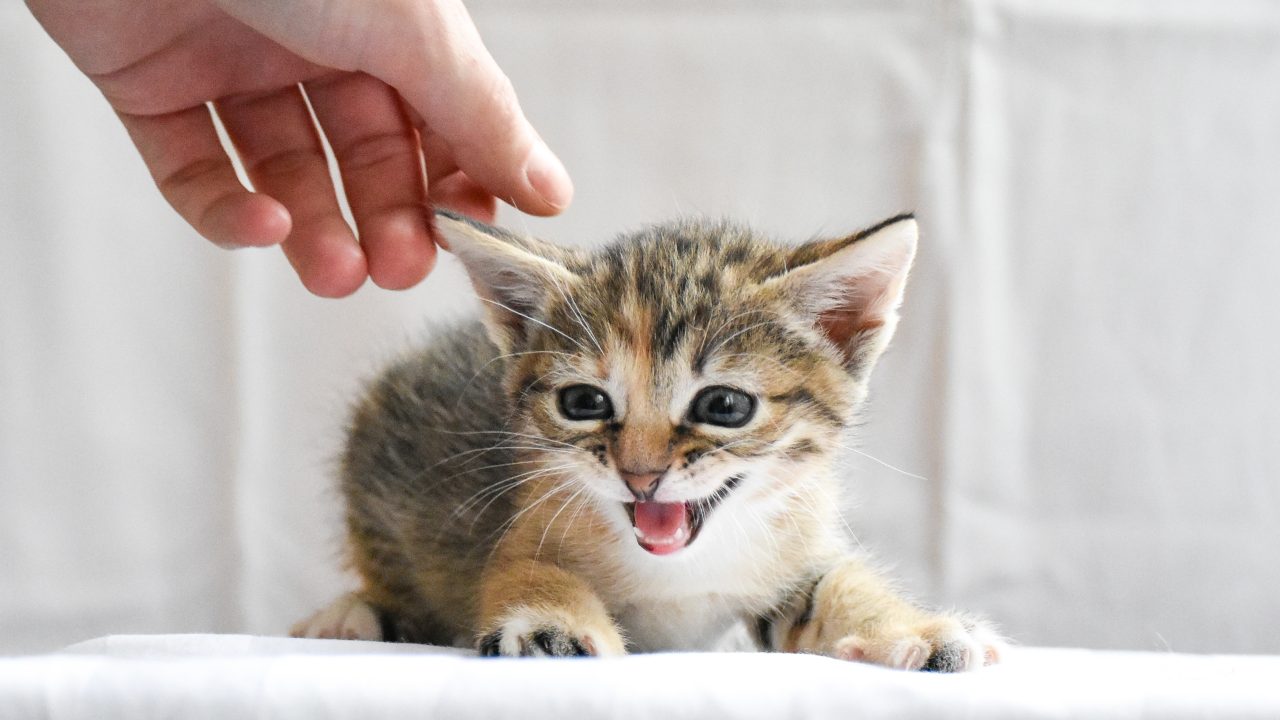 My Cat's Ears Are Warm What Could Be The Reason?